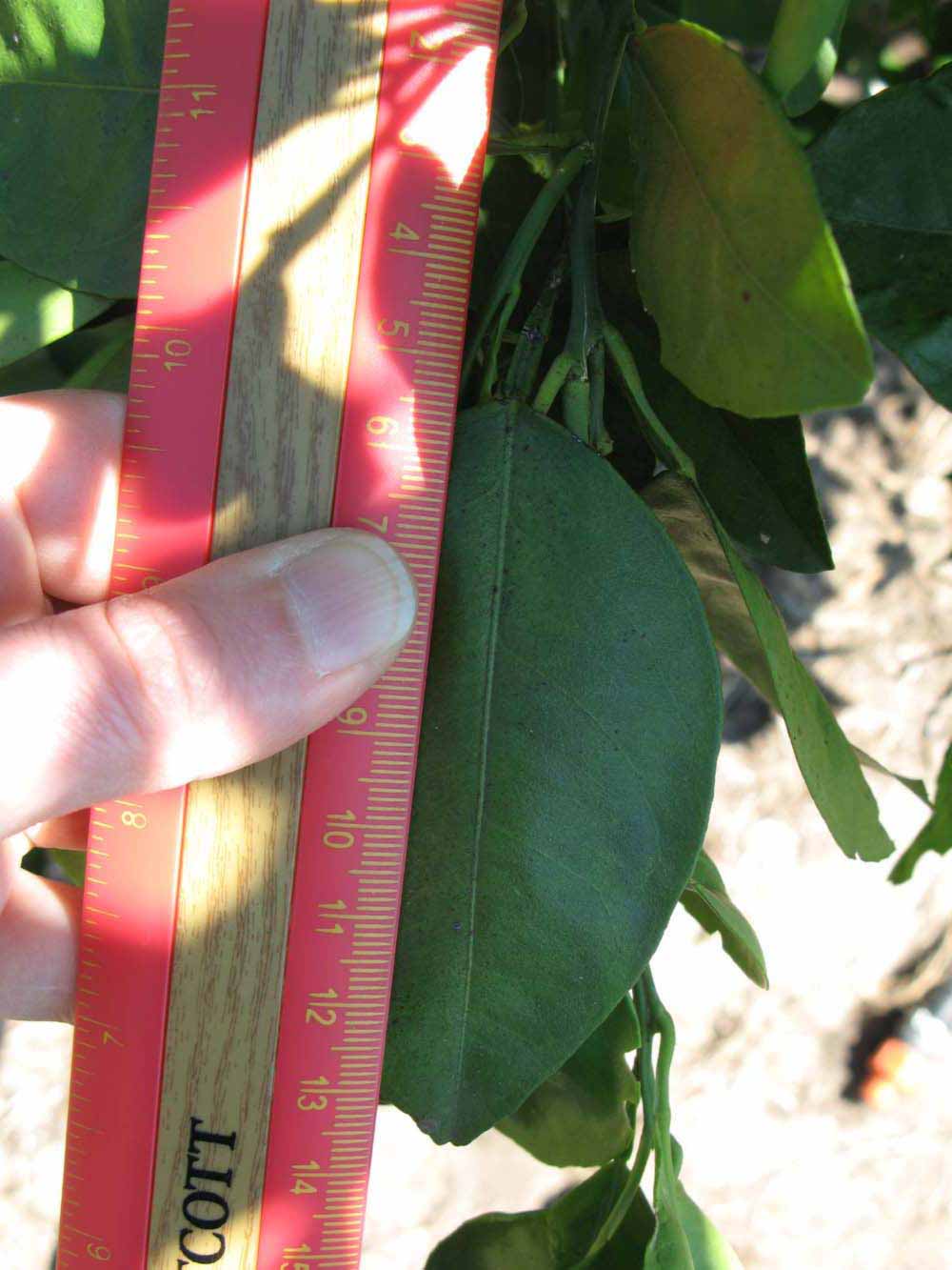              Unifoliolate leaf (Winter Haven, FL)       